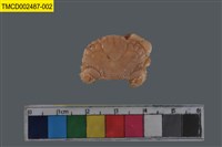 藏品(肉球皺蟹)的圖片